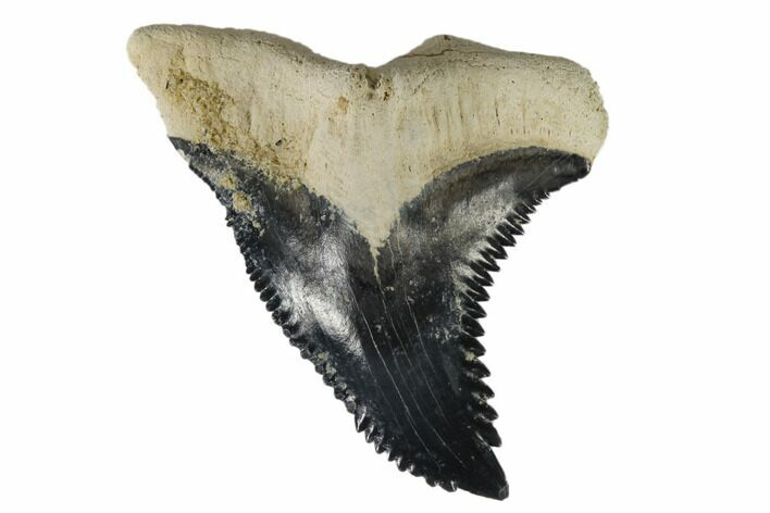 Huge, Fossil Shark Tooth (Hemipristis) - Bone Valley, Florida #113790